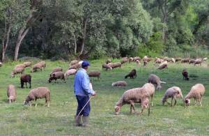 Βορίδης: Ενίσχυση περί τα 30 εκατ. ευρώ για ενίσχυση αιγοπροβατοτρόφων