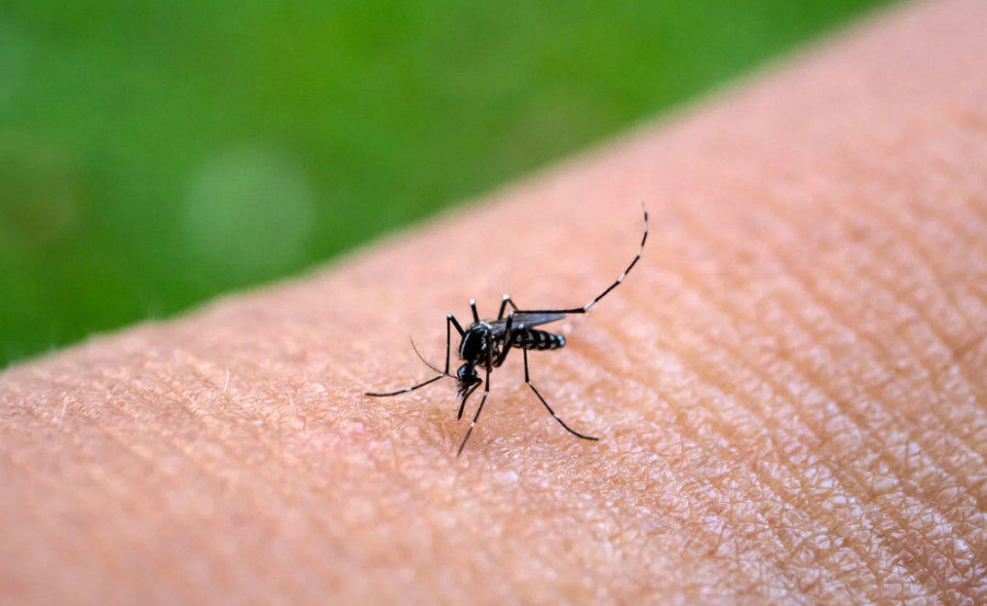 Κομισιόν: Ενέκρινε το εμβόλιο της Chikungunya-Χρηματοδοτεί νέο πρόγραμμα εκρίζωσης κουνουπιών