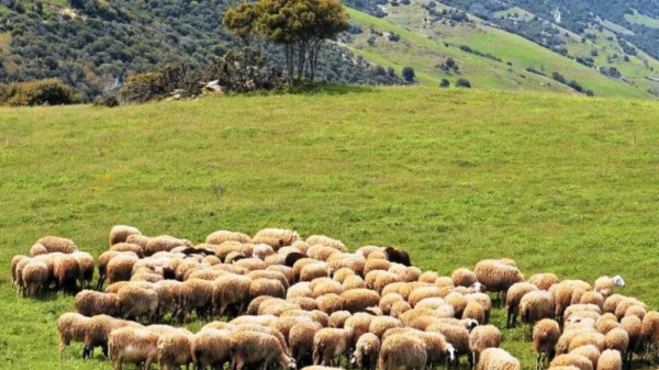 Πανώλη: Περαιτέρω ελαφρύνσεις στα μέτρα για μετακινήσεις ζώντων ζώων