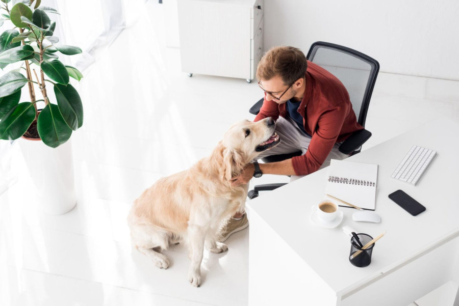 Dog-Friendly Γραφεία: Το προνόμιο που κάνει το 55% των εργαζομένων να αλλάξει δουλειά