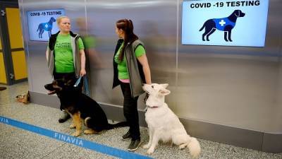Φινλανδία: Ανίχνευση κορονοϊού με σκύλους στο αεροδρόμιο του Ελσίνκι
