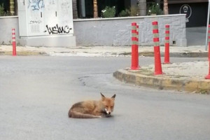 Τι συμβαίνει με τις αλεπούδες; Η ΑΝΙΜΑ δέχεται κλήσεις για βοήθεια καθημερινά