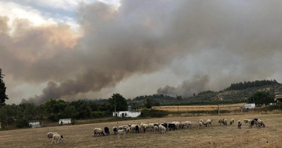 «Ναι» σε ευρωπαϊκό πρόγραμμα στήριξης €50 εκατ. σε Έλληνες κτηνοτρόφους