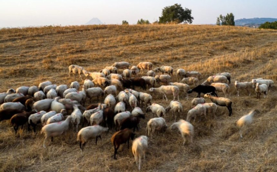Νέο κρούσμα πανώλης σε κτηνοτροφική μονάδα στην ορεινή Κορινθία