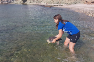 40 χρόνια Αρχέλων: Παράδειγμα ευθύνης στην προστασία της θαλάσσιας πανίδας