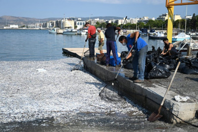 Βόλος: Σε έκτακτη ανάγκη Πολιτικής Προστασίας λόγω των νεκρών ψαριών