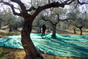 Το μάζεμα της ελιάς... Ένα βίντεο που υμνεί την ελληνική παράδοση