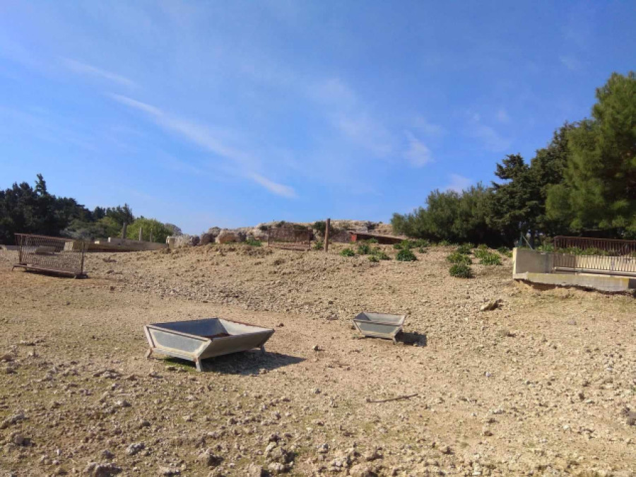 Νεκρά ελάφια στη Ρόδο: Μετά τις φωτιές, πεθαίνουν από εγκατάλειψη