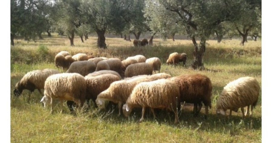 Υπουργείο Αγροτικής Ανάπτυξης: Νέα μέτρα για την ευλογιά των προβάτων