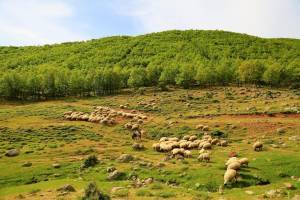 Πτώση στον δείκτη τιμών εκροών σε γεωργία-κτηνοτροφία τον Φεβρουάριο